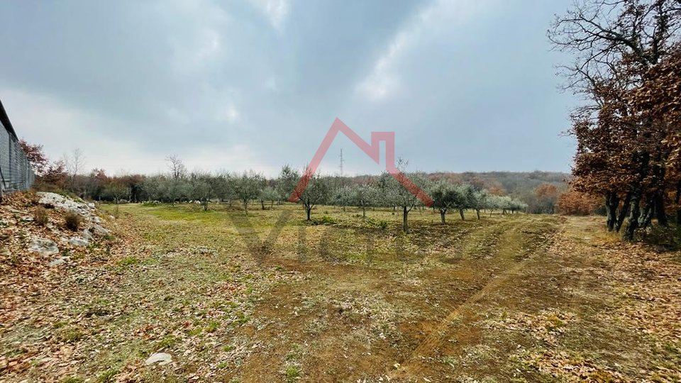 BRTONIGLA - building land with olive grove