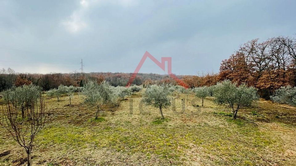 BRTONIGLA - building land with olive grove